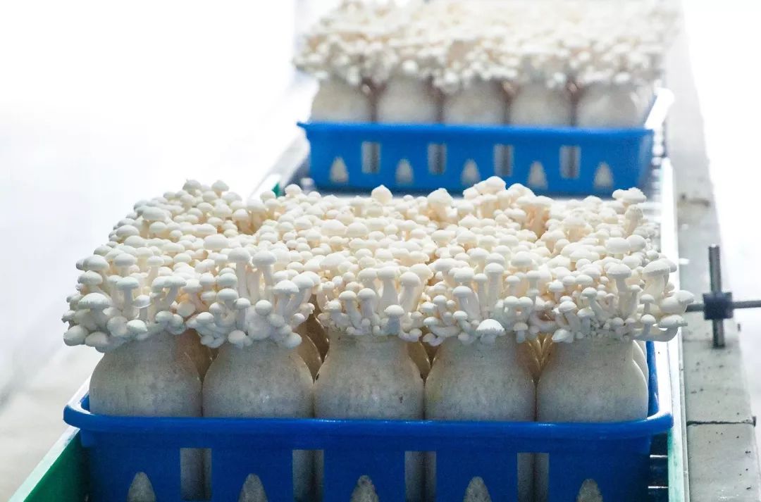 科技賦能，品質升級 慈溪白玉菇榮膺“浙產精品鮮菇”背后的生物技術力量